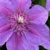 Adam's Courage Clematis - 1 Gallon Pot -SHRUBS and BUSHES Shop clematis adams courage 1