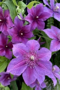 Adam's Courage Clematis - 1 Gallon Pot -SHRUBS and BUSHES Shop clematis adams courage 2