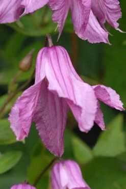 Alionushka Clematis - 1 Gallon Pot -SHRUBS and BUSHES Shop clematis alionushka 5