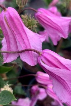 Alionushka Clematis - 1 Gallon Pot -SHRUBS and BUSHES Shop clematis alionushka 500x750 1