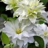 Arctic Queen Clematis - 1 Gallon Pot -SHRUBS and BUSHES Shop clematis arctic queen 10