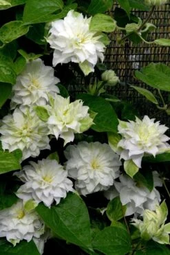 Arctic Queen Clematis - 1 Gallon Pot -SHRUBS and BUSHES Shop clematis arctic queen 12