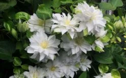 Arctic Queen Clematis - 1 Gallon Pot -SHRUBS and BUSHES Shop clematis arctic queen 5