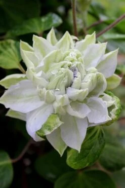 Arctic Queen Clematis - 1 Gallon Pot -SHRUBS and BUSHES Shop clematis arctic queen 9