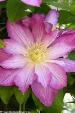 Asao Clematis - 1 Gallon Pot -SHRUBS and BUSHES Shop clematis asao 10