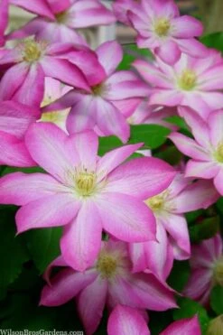 Asao Clematis - 1 Gallon Pot -SHRUBS and BUSHES Shop clematis asao 15