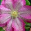 Asao Clematis - 1 Gallon Pot -SHRUBS and BUSHES Shop clematis asao 17