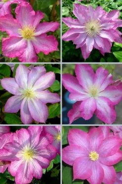 Asao Clematis - 1 Gallon Pot -SHRUBS and BUSHES Shop clematis asao 18
