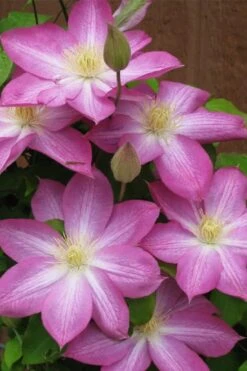 Asao Clematis - 1 Gallon Pot -SHRUBS and BUSHES Shop clematis asao 7