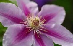 Bees Jubilee Clematis - 1 Gallon Pot -SHRUBS and BUSHES Shop clematis bees jubilee 10