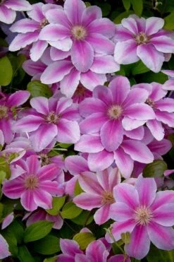 Bees Jubilee Clematis - 1 Gallon Pot -SHRUBS and BUSHES Shop clematis bees jubilee 13