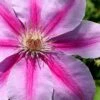 Bees Jubilee Clematis - 1 Gallon Pot -SHRUBS and BUSHES Shop clematis bees jubilee 2