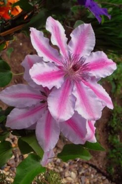 Bees Jubilee Clematis - 1 Gallon Pot -SHRUBS and BUSHES Shop clematis bees jubilee 5