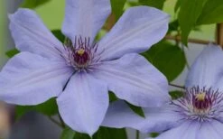Bernadine Clematis - 1 Gallon Pot 13 Bernadine Clematis - 1 Gallon Pot -SHRUBS and BUSHES Shop clematis bernadine 1