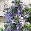 Bernadine Clematis - 1 Gallon Pot -SHRUBS and BUSHES Shop clematis bernadine 5