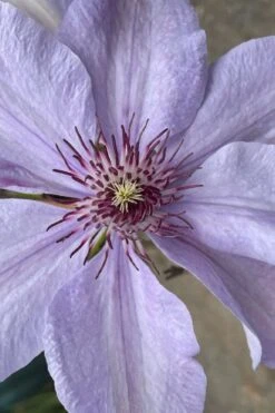 Bernadine Clematis - 1 Gallon Pot 11 Bernadine Clematis - 1 Gallon Pot -SHRUBS and BUSHES Shop clematis bernadine 8