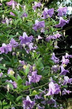 Betty Corning Clematis - 1 Gallon Pot -SHRUBS and BUSHES Shop clematis betty corning 2
