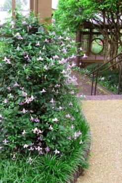 Betty Corning Clematis - 1 Gallon Pot -SHRUBS and BUSHES Shop clematis betty corning 6