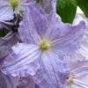 Blue Angel Clematis - 1 Gallon Pot -SHRUBS and BUSHES Shop clematis blue angel 1