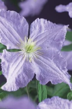 Blue Angel Clematis - 1 Gallon Pot -SHRUBS and BUSHES Shop clematis blue angel 2
