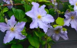Blue Angel Clematis - 1 Gallon Pot -SHRUBS and BUSHES Shop clematis blue angel 5