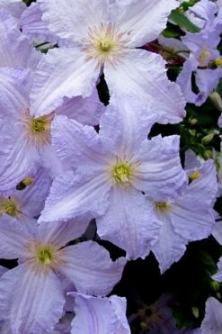 Blue Angel Clematis - 1 Gallon Pot -SHRUBS and BUSHES Shop clematis blue angel 6