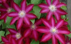 Bourbon Clematis - 1 Gallon Pot 13 Bourbon Clematis - 1 Gallon Pot -SHRUBS and BUSHES Shop clematis bourbon 4