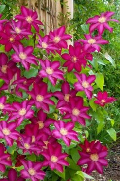 Bourbon Clematis - 1 Gallon Pot 11 Bourbon Clematis - 1 Gallon Pot -SHRUBS and BUSHES Shop clematis bourbon 5