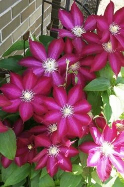 Bourbon Clematis - 1 Gallon Pot 12 Bourbon Clematis - 1 Gallon Pot -SHRUBS and BUSHES Shop clematis bourbon 8