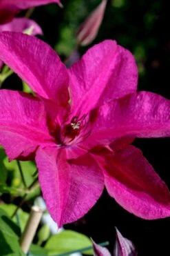 Cardinal Wyszynski Clematis - 1 Gallon Pot -SHRUBS and BUSHES Shop clematis cardinal wyszynski 10