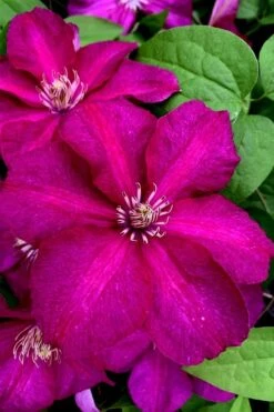 Cardinal Wyszynski Clematis - 1 Gallon Pot -SHRUBS and BUSHES Shop clematis cardinal wyszynski 11