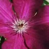 Cardinal Wyszynski Clematis - 1 Gallon Pot 2 Cardinal Wyszynski Clematis - 1 Gallon Pot -SHRUBS and BUSHES Shop clematis cardinal wyszynski 9