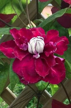 Charmaine Clematis - 1 Gallon Pot -SHRUBS and BUSHES Shop clematis charmaine 1