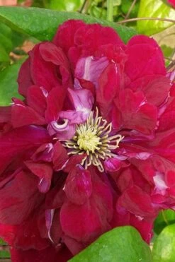 Charmaine Clematis - 1 Gallon Pot -SHRUBS and BUSHES Shop clematis charmaine 500x750 1