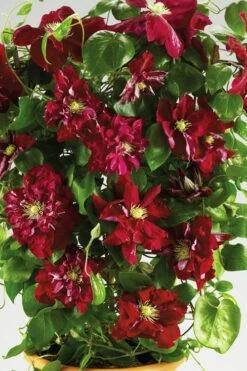 Charmaine Clematis - 1 Gallon Pot -SHRUBS and BUSHES Shop clematis charmaine 6