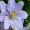 Chelsea Clematis - 1 Gallon Pot -SHRUBS and BUSHES Shop clematis chelsea 5