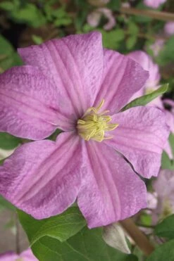 Comtesse De Bouchaud Clematis - 1 Gallon Pot -SHRUBS and BUSHES Shop clematis comtesse de bouchaud 2
