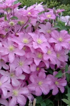 Comtesse De Bouchaud Clematis - 1 Gallon Pot -SHRUBS and BUSHES Shop clematis comtesse de bouchaud 3