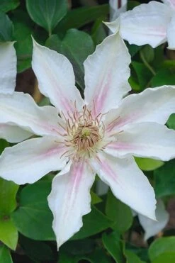 Corinne Clematis - 1 Gallon Pot -SHRUBS and BUSHES Shop clematis corinne 14