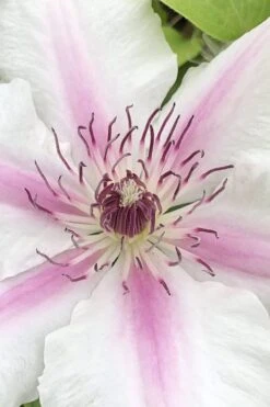 Corinne Clematis - 1 Gallon Pot -SHRUBS and BUSHES Shop clematis corinne 15