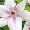 Corinne Clematis - 1 Gallon Pot -SHRUBS and BUSHES Shop clematis corinne 16