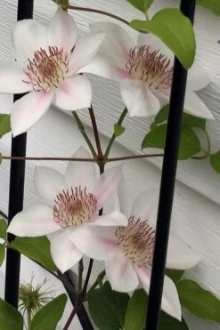 Corinne Clematis - 1 Gallon Pot -SHRUBS and BUSHES Shop clematis corinne 17