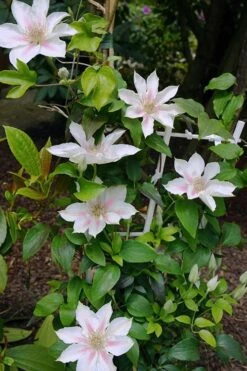 Corinne Clematis - 1 Gallon Pot -SHRUBS and BUSHES Shop clematis corinne 18