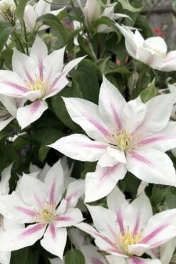 Corinne Clematis - 1 Gallon Pot -SHRUBS and BUSHES Shop clematis corinne 2