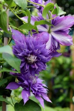 Diamantina Clematis - 1 Gallon Pot -SHRUBS and BUSHES Shop clematis diamantina 1