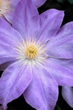 Diana's Delight Clematis - 1 Gallon Pot -SHRUBS and BUSHES Shop clematis dianas delight 1
