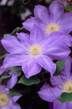 Diana's Delight Clematis - 1 Gallon Pot -SHRUBS and BUSHES Shop clematis dianas delight 2