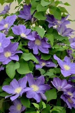 Diana's Delight Clematis - 1 Gallon Pot -SHRUBS and BUSHES Shop clematis dianas delight 3