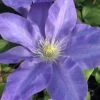 Diana's Delight Clematis - 1 Gallon Pot -SHRUBS and BUSHES Shop clematis dianas delight 500x750 1