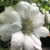 Duchess Of Edinburgh Clematis - 1 Gallon Pot -SHRUBS and BUSHES Shop clematis duchess of edinburgh 5